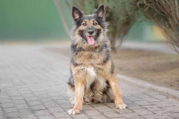 Марта ищет хозяина в Москве