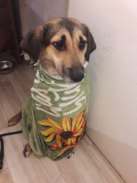 Собака в добрые руки в Москве фото 8