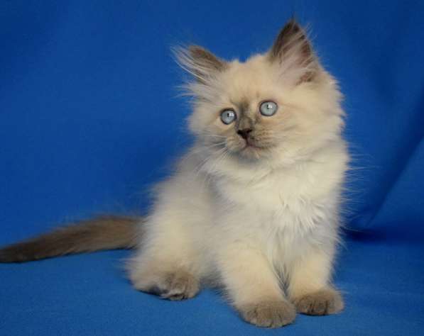 Голубоглазые сибиряки для Вас в Москве фото 17