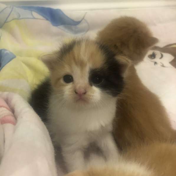 Mixture of Persian and flame point kittens
