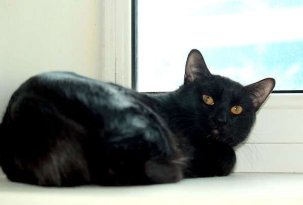 Блестящий Чёрный Граф. Котик-подросток в добрые руки в Калуге фото 4
