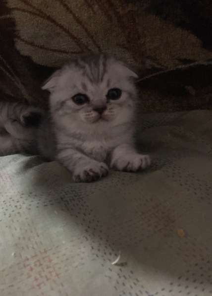 Котята Вислоухие Шотландские в Москве фото 4