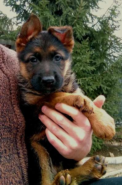 Чистокровные немцы в Пятигорске фото 3