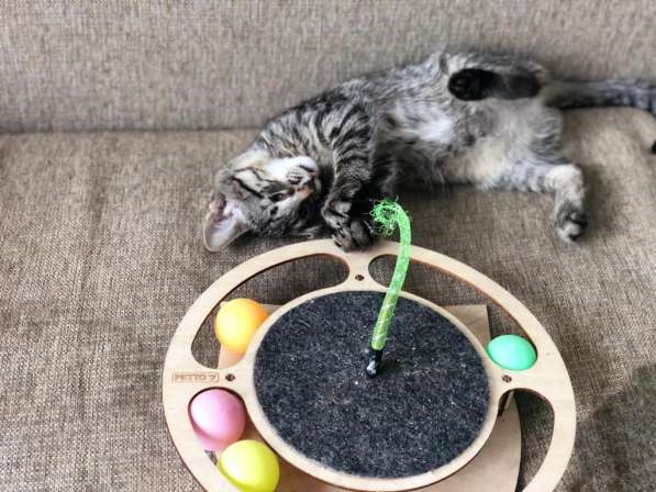 Мурлыка-котенок с дефектом глазика очень ищет дом в Санкт-Петербурге фото 32