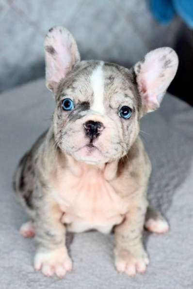 French bulldog. Blue eyes merle boy в 