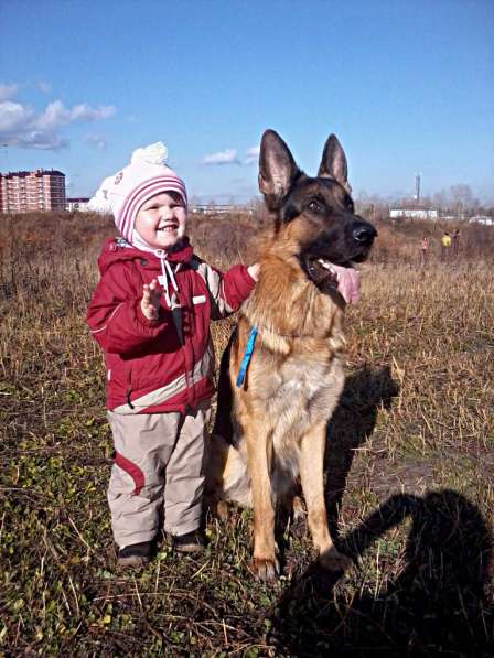 Дрессировка собак всех пород в Иркутске фото 3