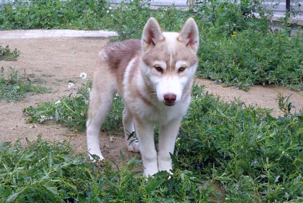 Продажа щенков Хаски в Новосибирске фото 14