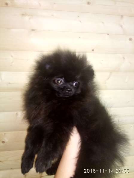 Подросток шпица