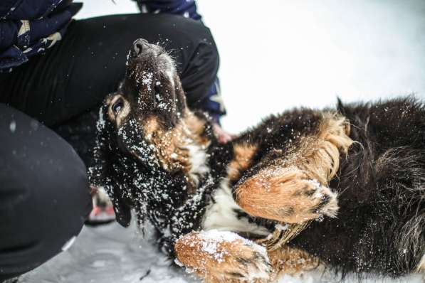 Собака-терапевт Пайпер ищет семью в Москве фото 10