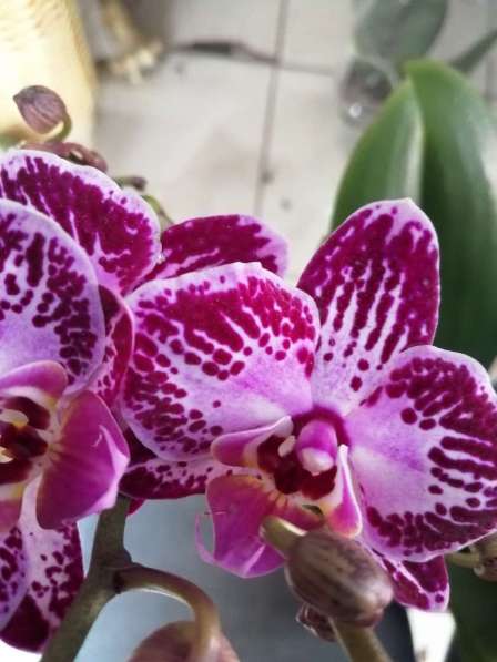 Орхидеи в Невинномысске фото 8