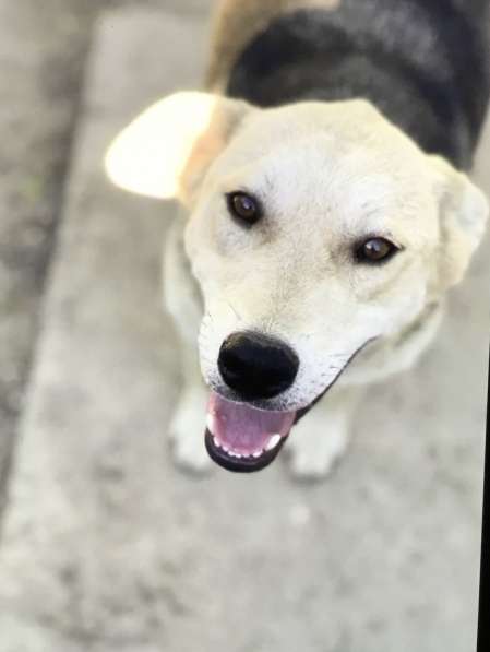 Собака улыбака Лучик ищет дом и любящую семью в Москве