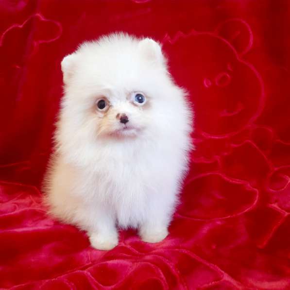 Pomeranian spitz. Mini girl. Blue eye в фото 4