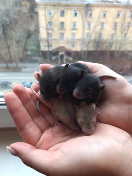 Крыса дамбо в Москве фото 8