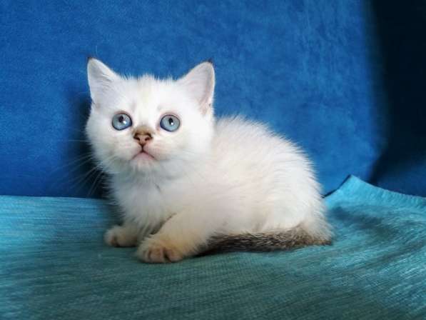 Голубоглазые котята в Казани