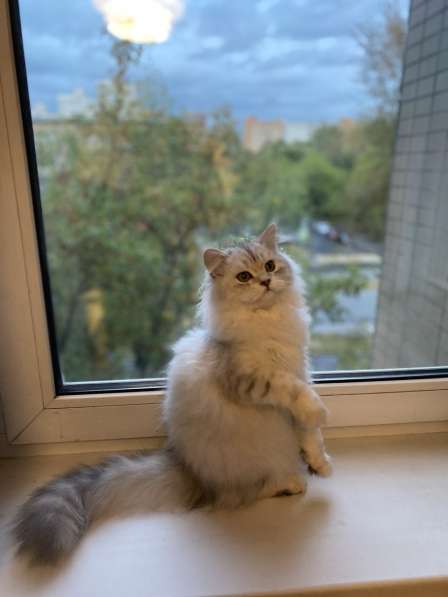 Шотландский котенок в Москве фото 4