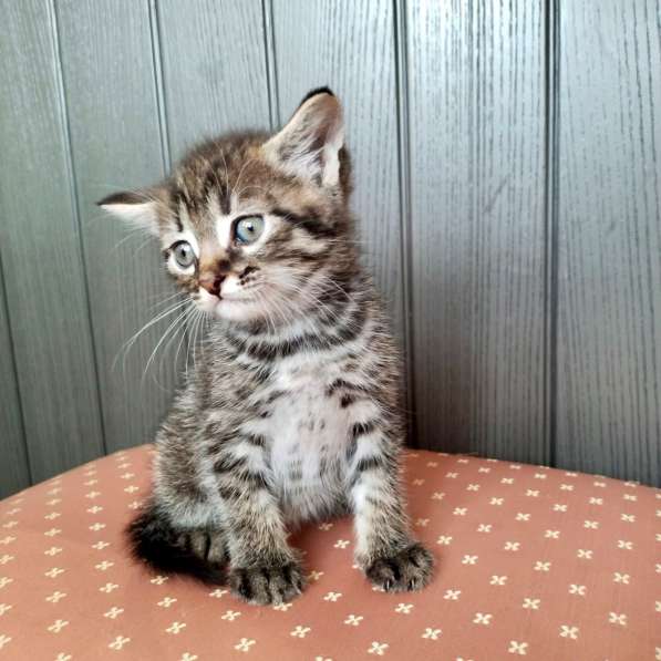 Кошачий ангел котенок Дилли в добрые руки в Москве фото 11