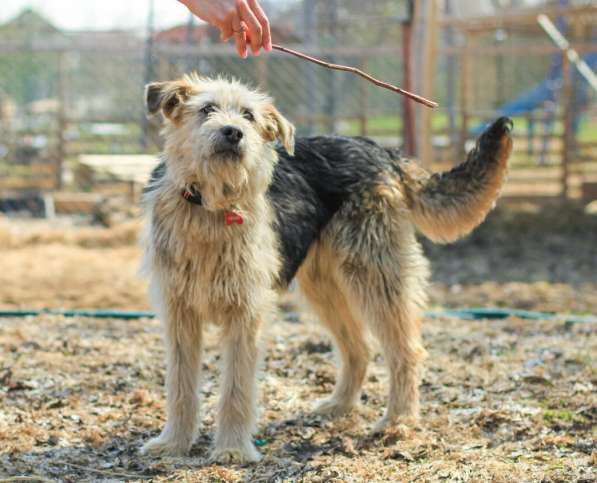 Хитроумный терьер и просто большой пушистый друг в Санкт-Петербурге фото 16