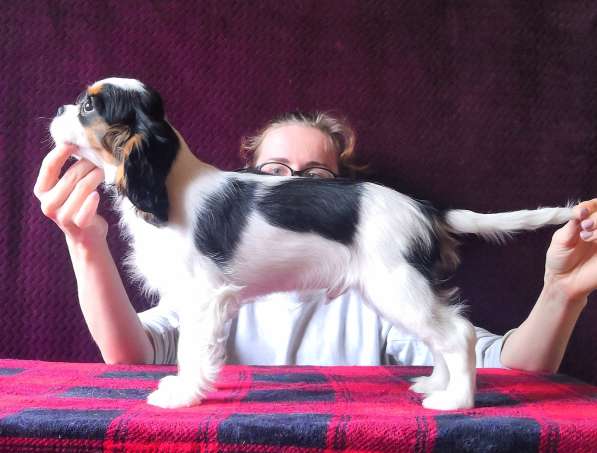 Кавалер кинг чарльз спаниель в Москве