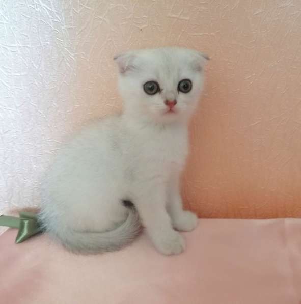 Шотландский кот в фото 20