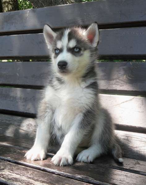 Мальчик Хаски в Москве фото 13