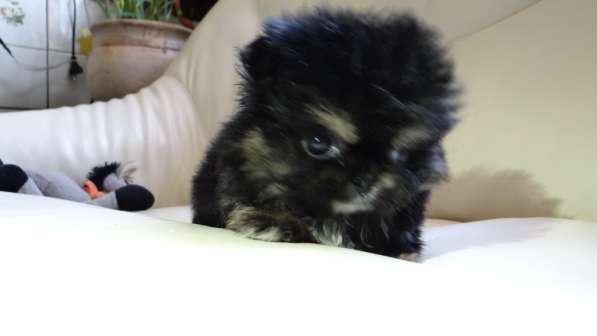 Мини-мишка девочка померанского шпица. Крошечная в фото 25