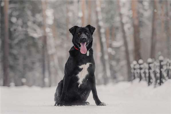 Крупный пёс Дамир в добрые руки в Москве фото 3
