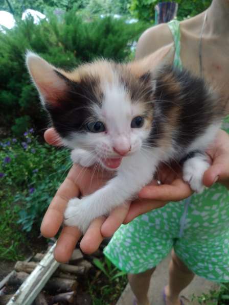 Котёнок - лапочка в Тольятти фото 11