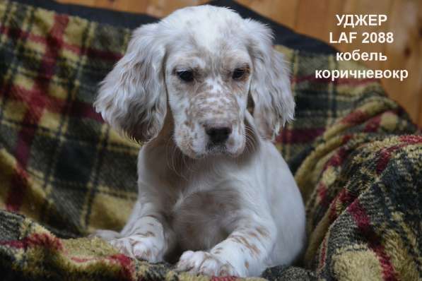 Английский сеттер щенки из элитного питомника в Москве фото 69