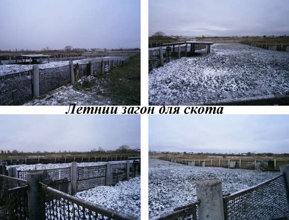 Действующая ферма в Челябинске фото 8