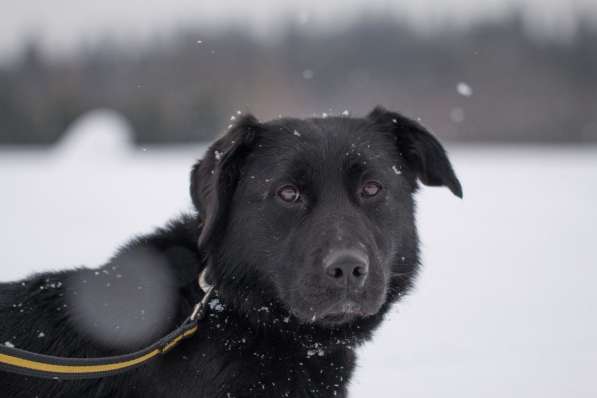 Метис лабрадора ищет хозяев в Москве фото 6