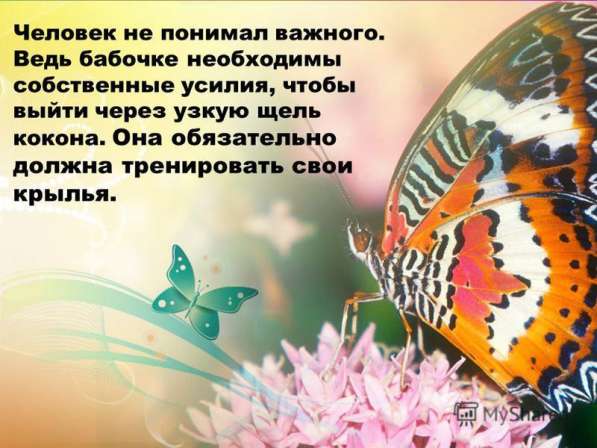 Живые бабочки и Фермы бабочек и куколки на выращивание в Москве фото 20