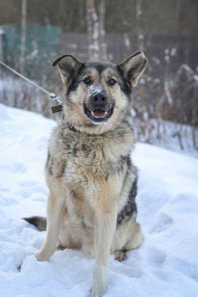 В добрые руки чудо-пес Добрыня в Санкт-Петербурге фото 6