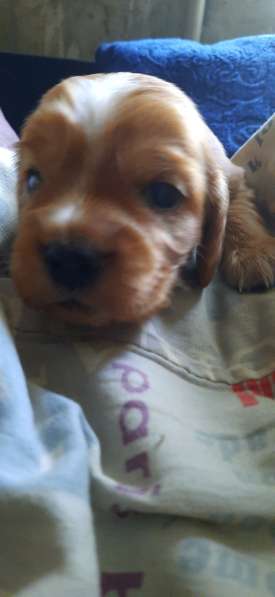 Щенки в фото 5