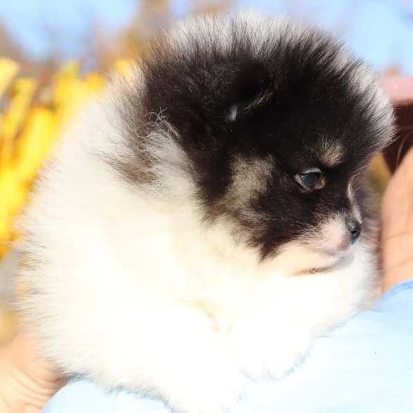 Черно-белый щенок Померанского шпица 1,5 месяца