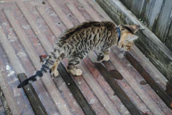 Продам бенгальского котенка в Кемерове фото 3