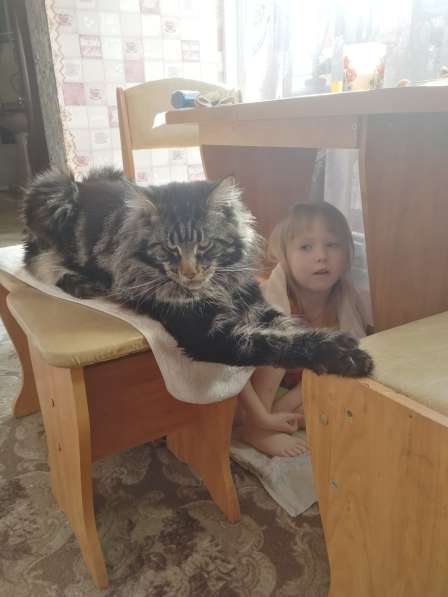 Вязка мей кун в Сухом Логе фото 10