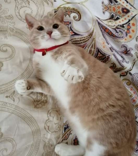 Плюшевый котик Морис в поисках своей семьи в Москве фото 11