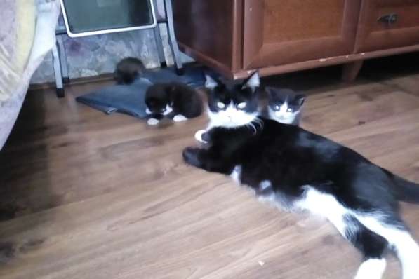 Три котенка Самцы в Кемерове фото 3