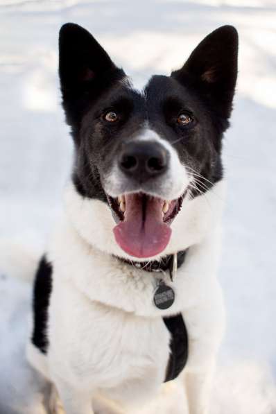 Красивый пёс Рэнди в добрые руки! в Москве фото 14