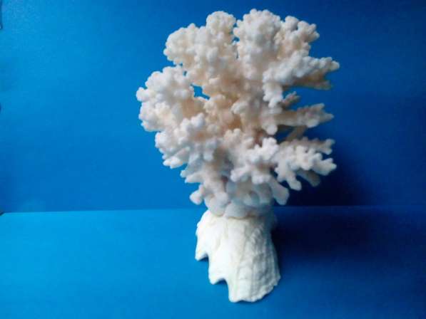 Коралл на тридакне 11,7 - морской сувенир в Ялте фото 4
