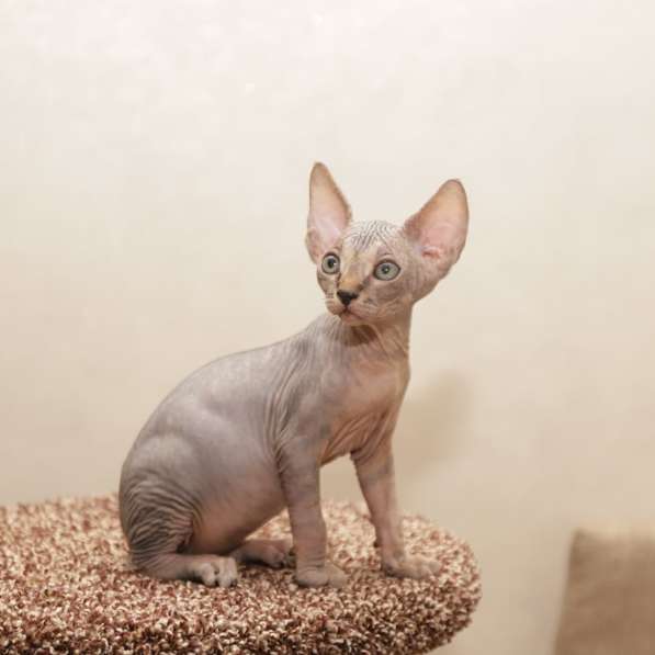 Котята канадского сфинксв в Москве фото 12