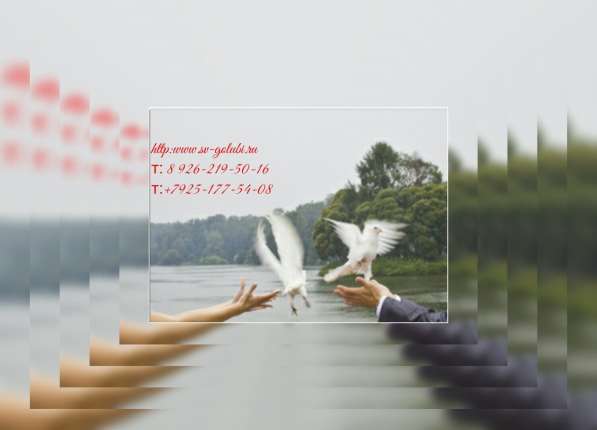 ГОЛУБИ в Москве фото 3