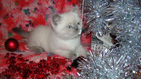 Продажа шотландская кошечка скоттиш-страйт в Санкт-Петербурге фото 4