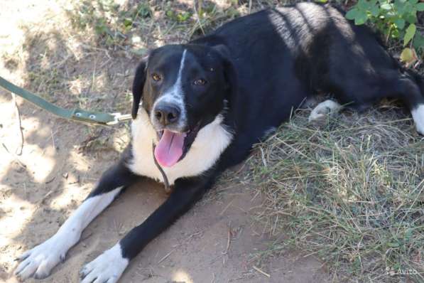 Отдаю собаку в добрые руки в Саратове фото 16