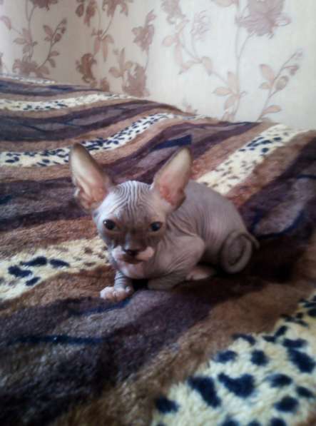 Канадские сфинксы в Иркутске фото 13