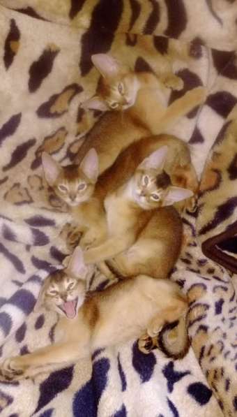 Абиссинские котята от чемпиона мира в Ваш дом в Брянске фото 5