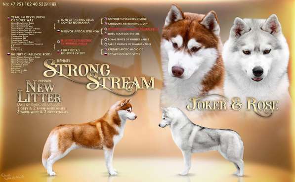 Щенки хаски ищут хозяев в Москве фото 9