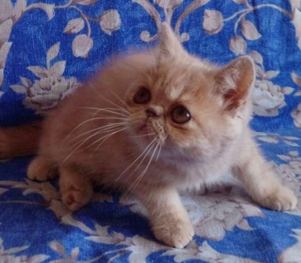 Экзотические котята в фото 7