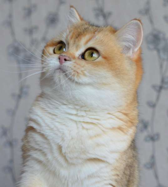 Предлагаем вам котят элитной породы британская золотая шинл в фото 9
