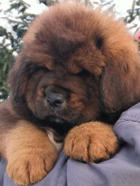 Щенки Тибетского мастифа. 100 Китай в Дмитрове фото 13